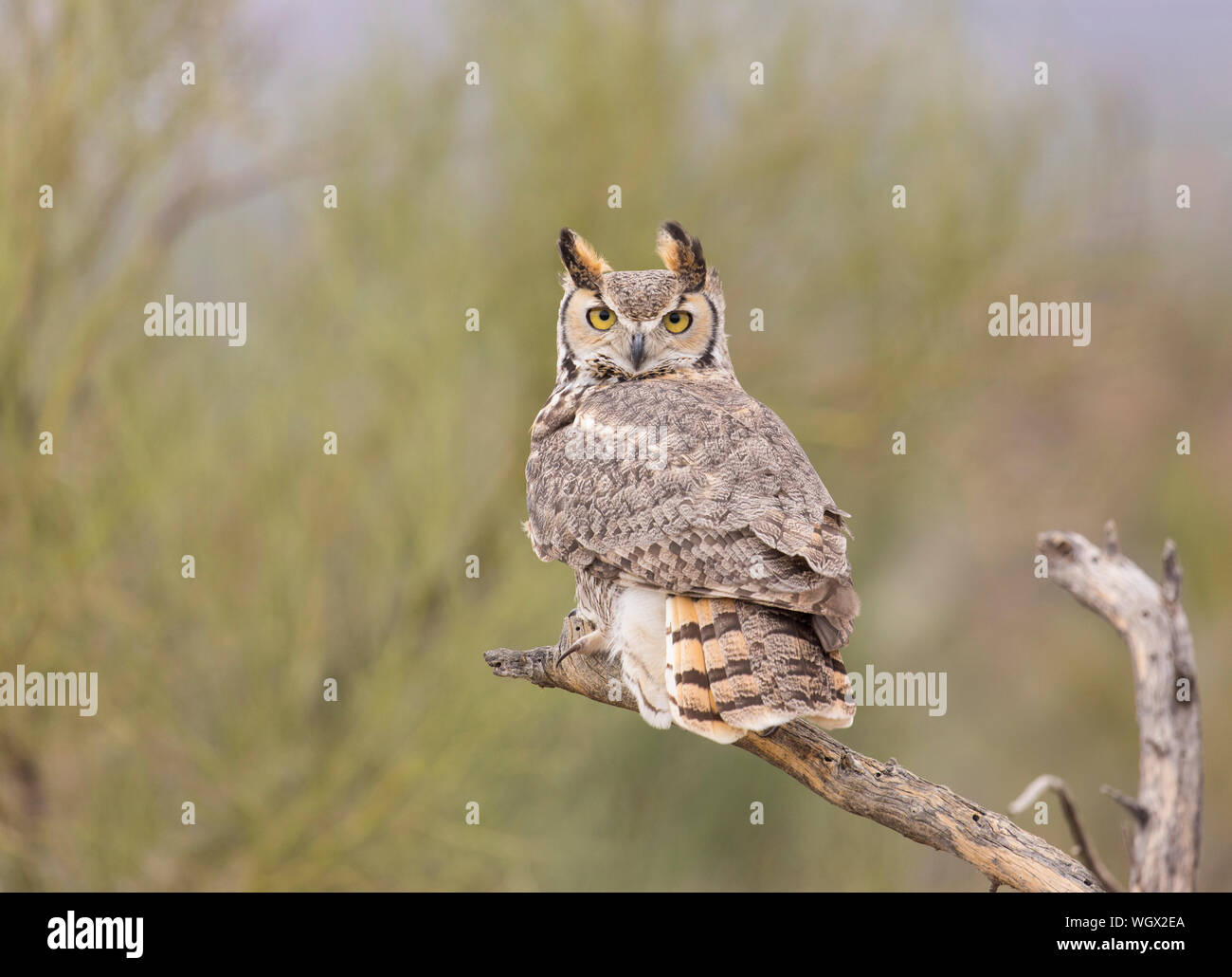 Great Horned Owl, Tucson, Arizona Stock Photo - Alamy