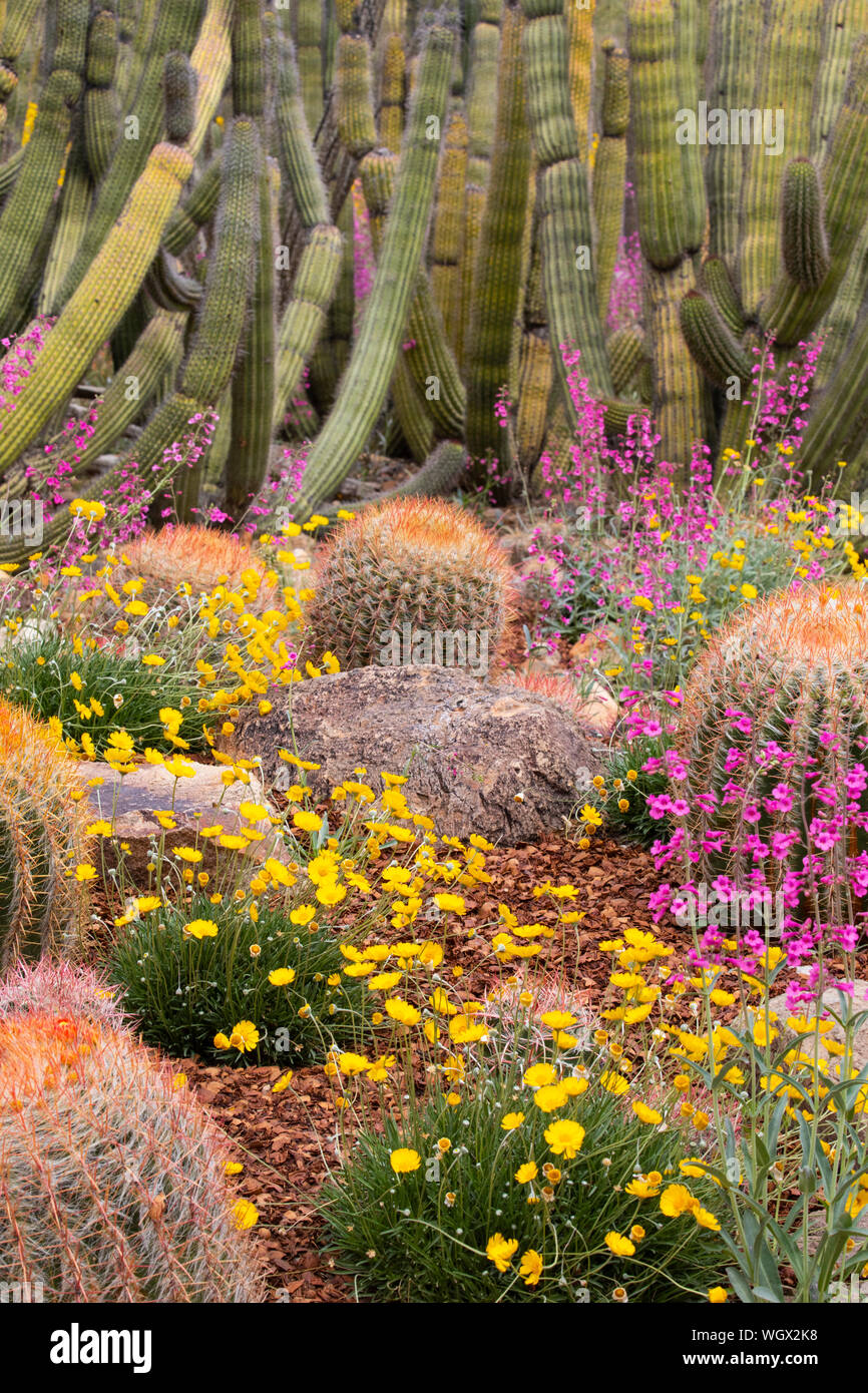 Cactus Garden, Sonoran Desert Museum, Tucson, Arizona. Stock Photo