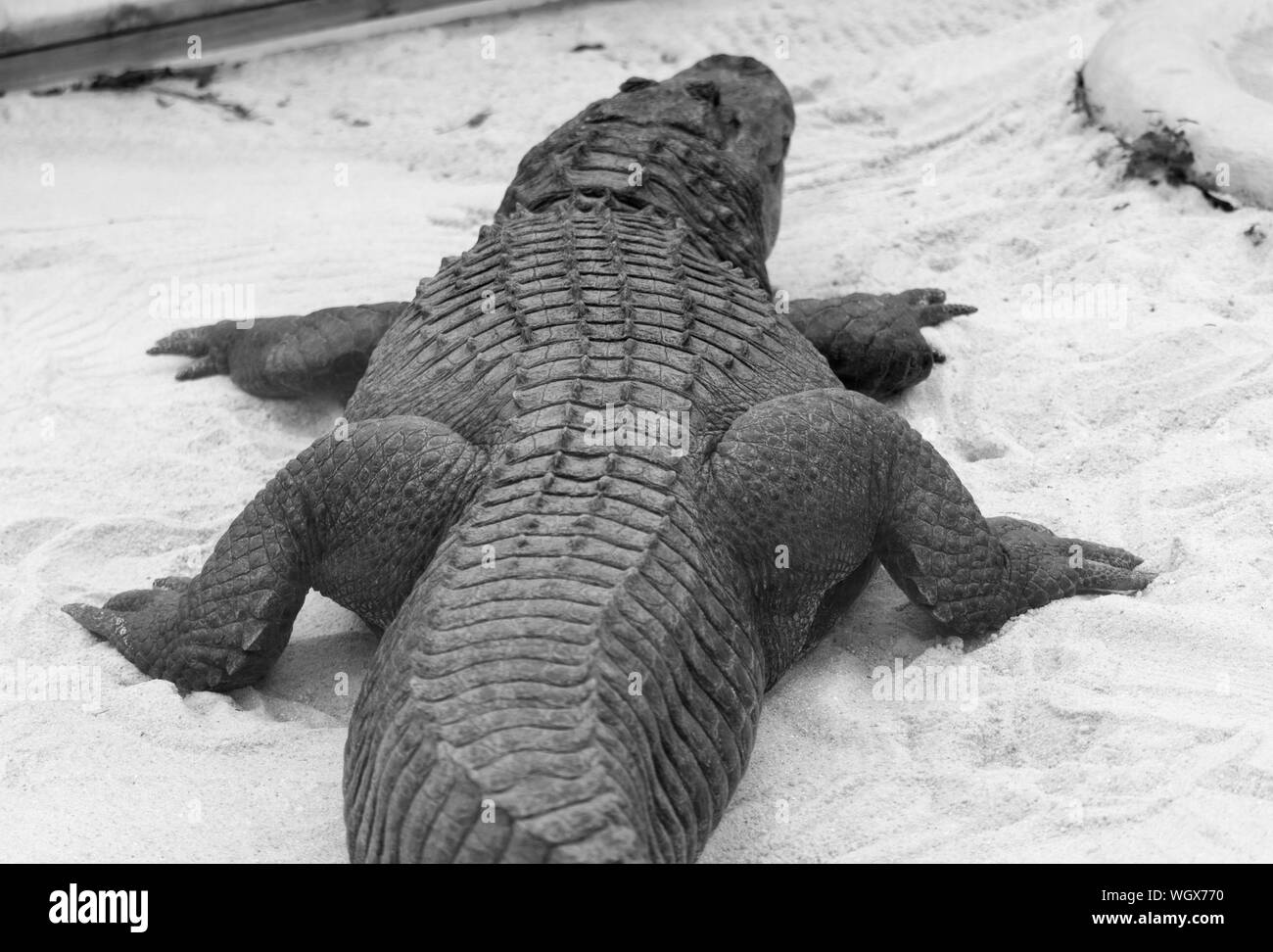 Zoology alligator hires stock photography and images Alamy