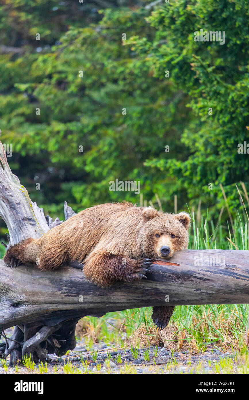 Brown / Grizzly Bear, Lake Clark National Park, Alaska. Stock Photo