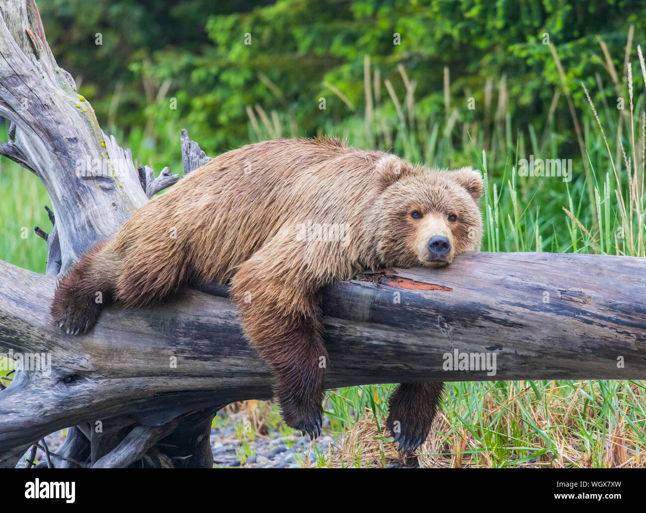 Brown / Grizzly Bear, Lake Clark National Park, Alaska. Stock Photo