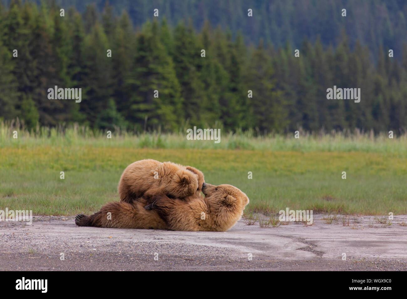 Nursing Grizzly Bear, Lake Clark National Park, Alaska. Stock Photo