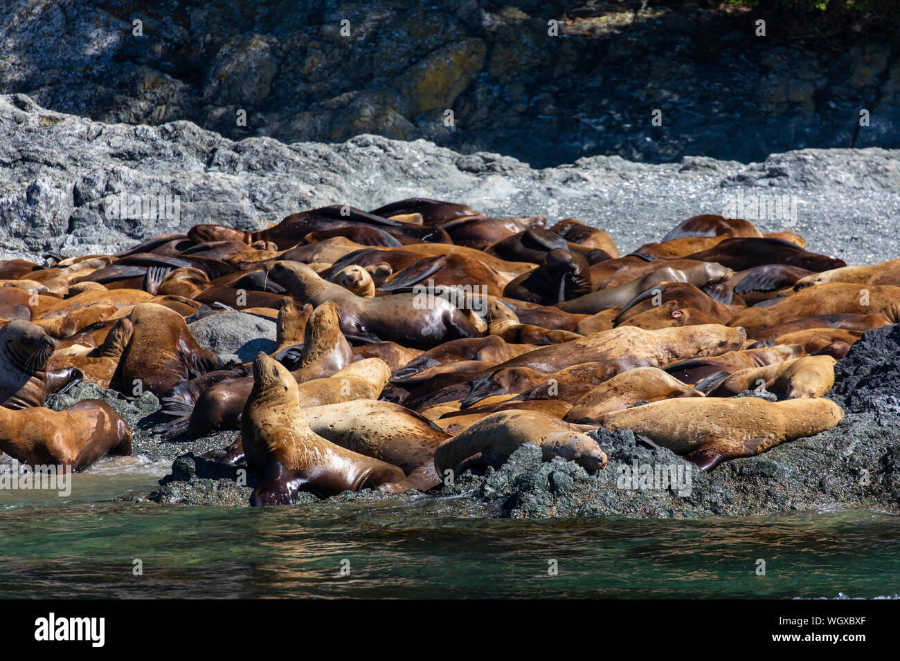 Steller Sea Lion haulout, Tongass National Forest, Alaska. Stock Photo