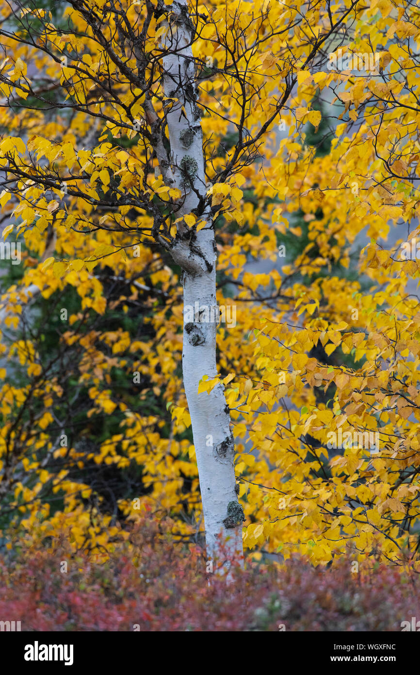 Autumn colors along the Dalton Highway, Alaska. Stock Photo