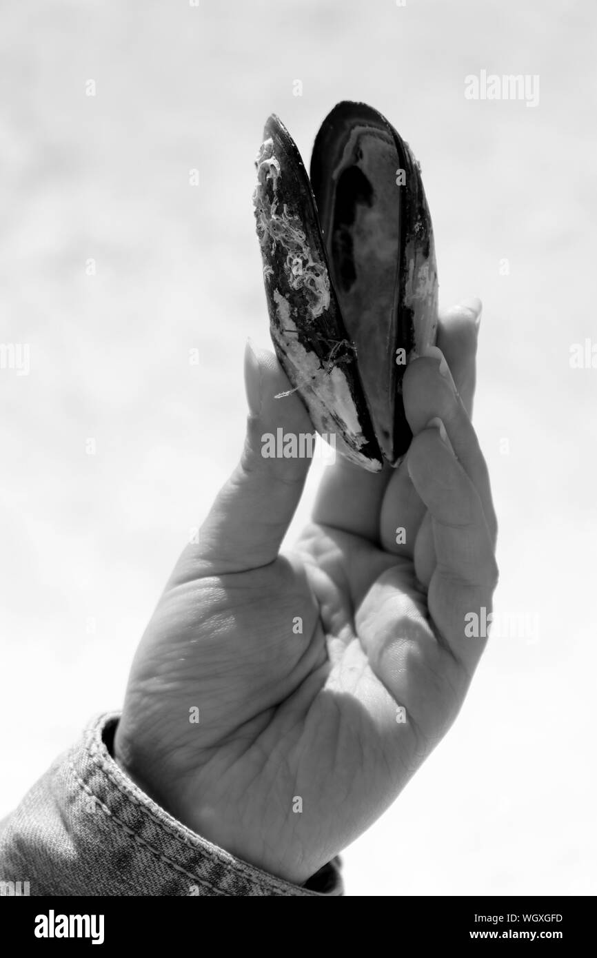 Mussel image Black and White Stock Photos & Images Alamy
