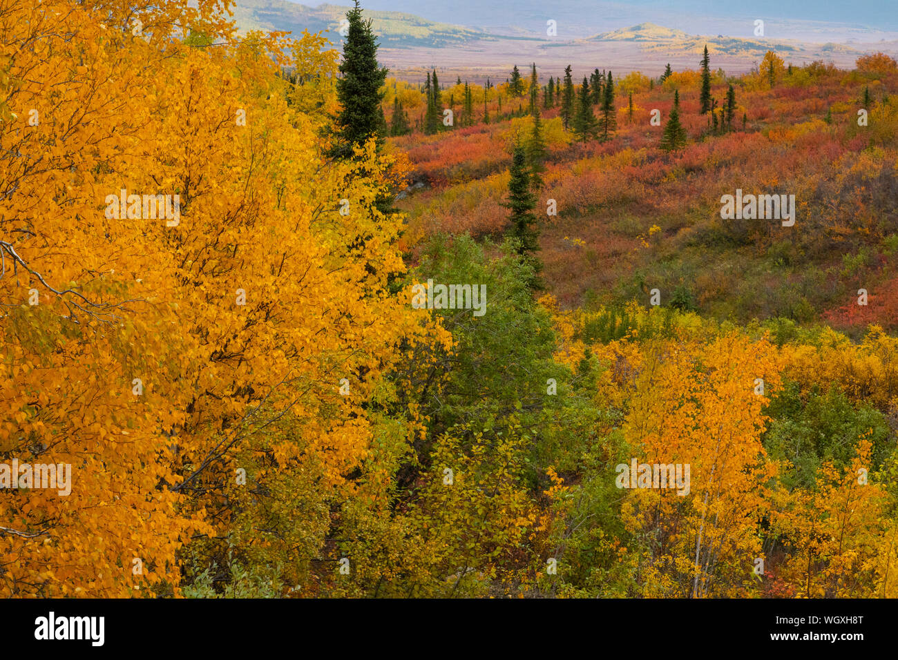 Gold colors hi-res stock photography and images - Alamy