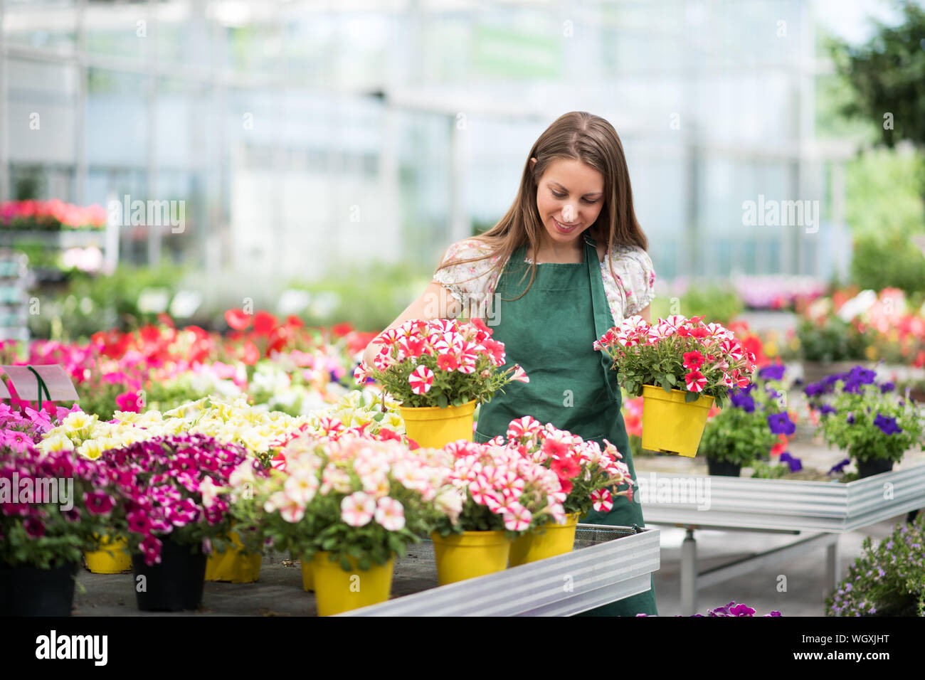 Young worker in a nursery packing out plants onto the display handling potted variegated or striped Surfinia or Petunias Stock Photo