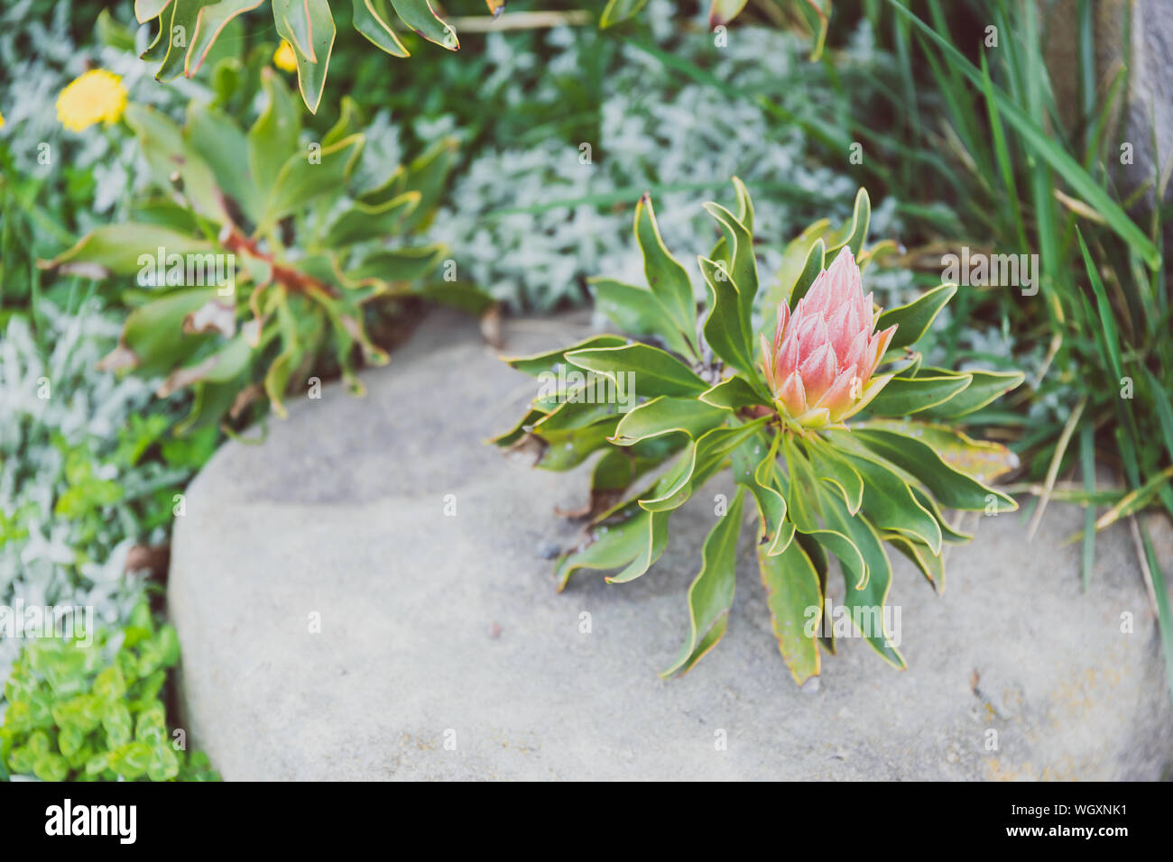 Souh African native plant protea with pink petals shot at shallow depth