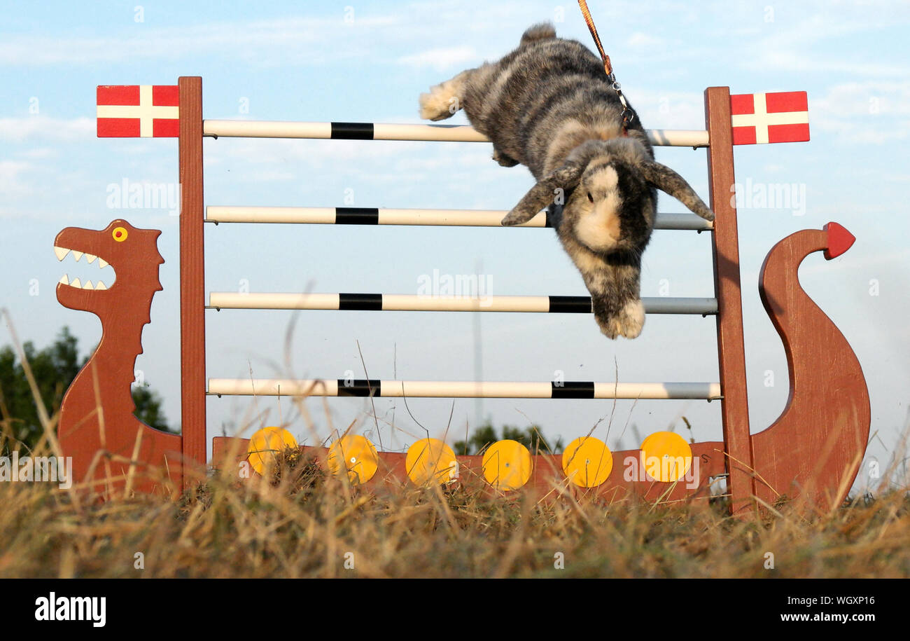 Jumping rabbit hi-res stock photography and images - Alamy