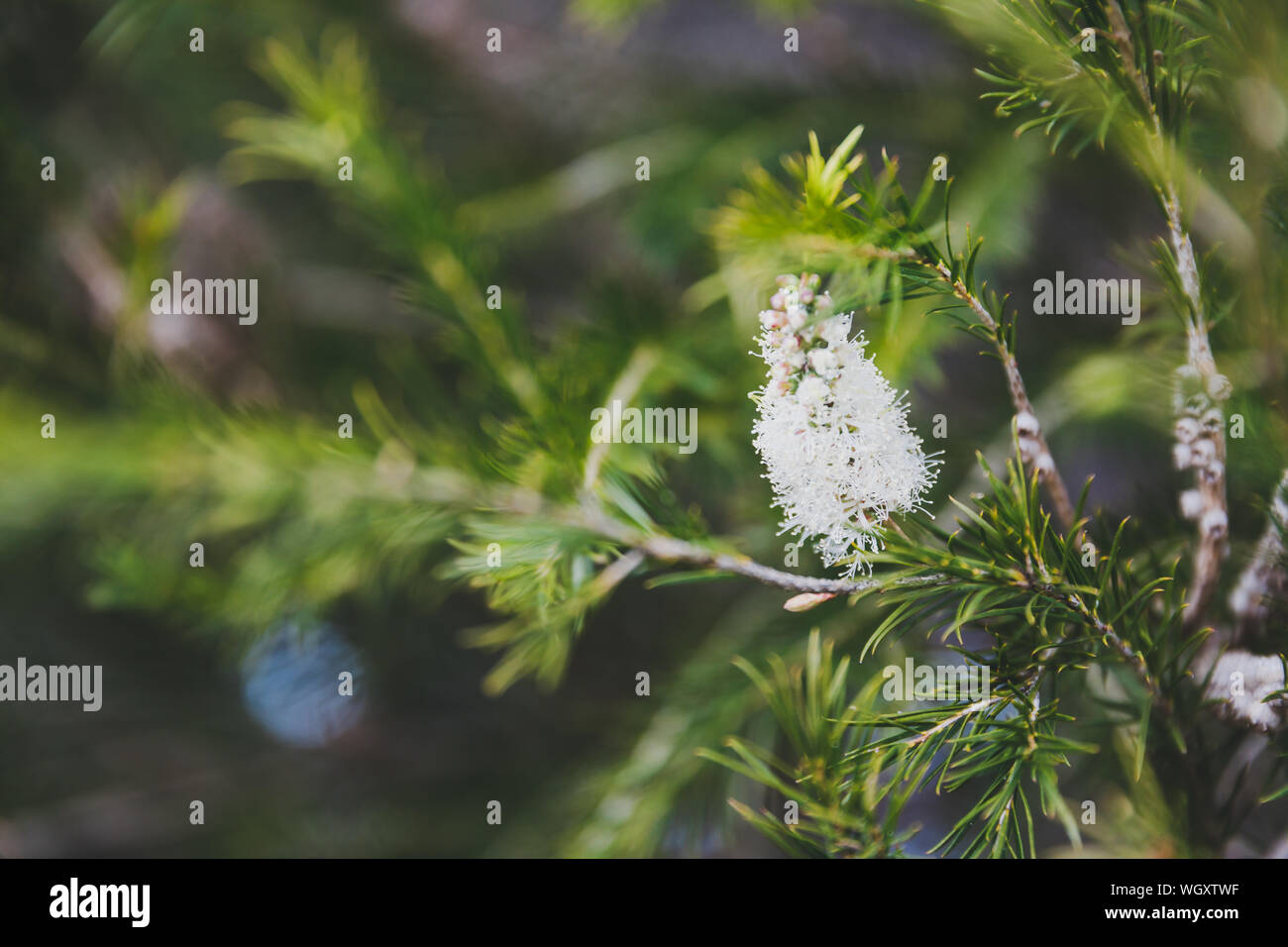 native Australian melaleuca plant with white flowers shot at shallow depth of field Stock Photo