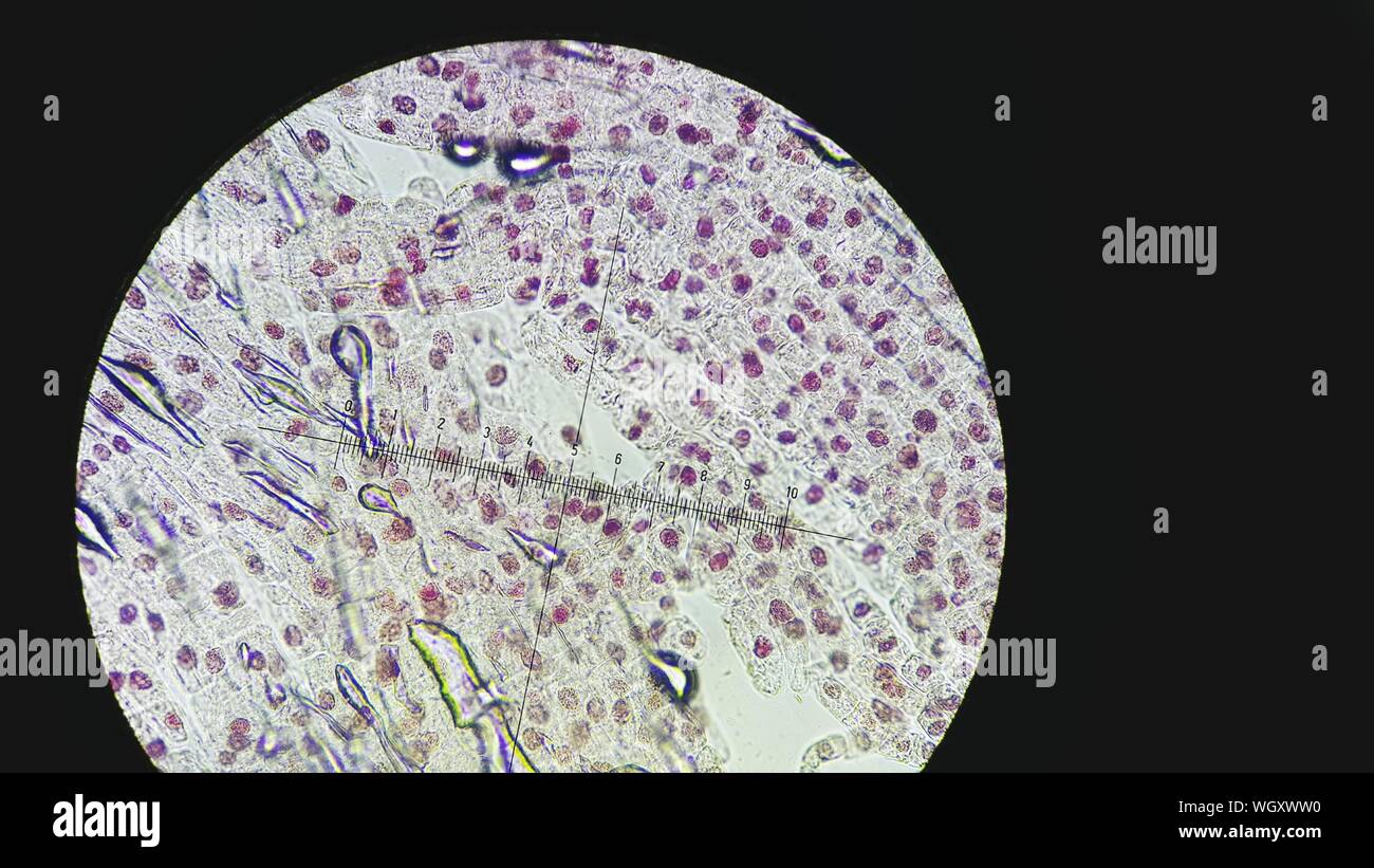 Microscopic Image Of Tissue Stock Photo