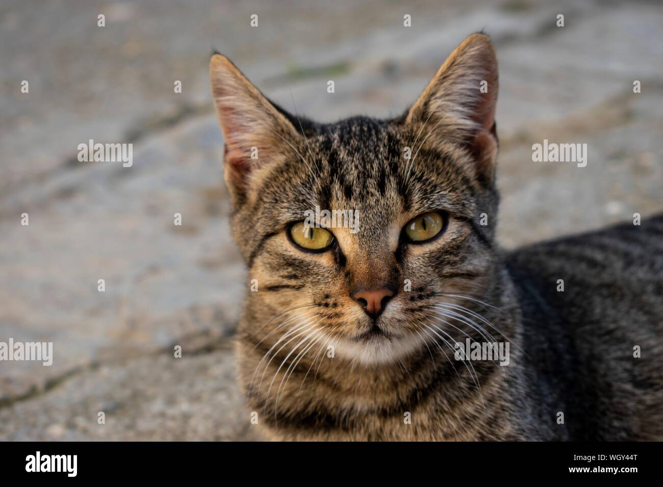 Angry cat hi-res stock photography and images - Alamy