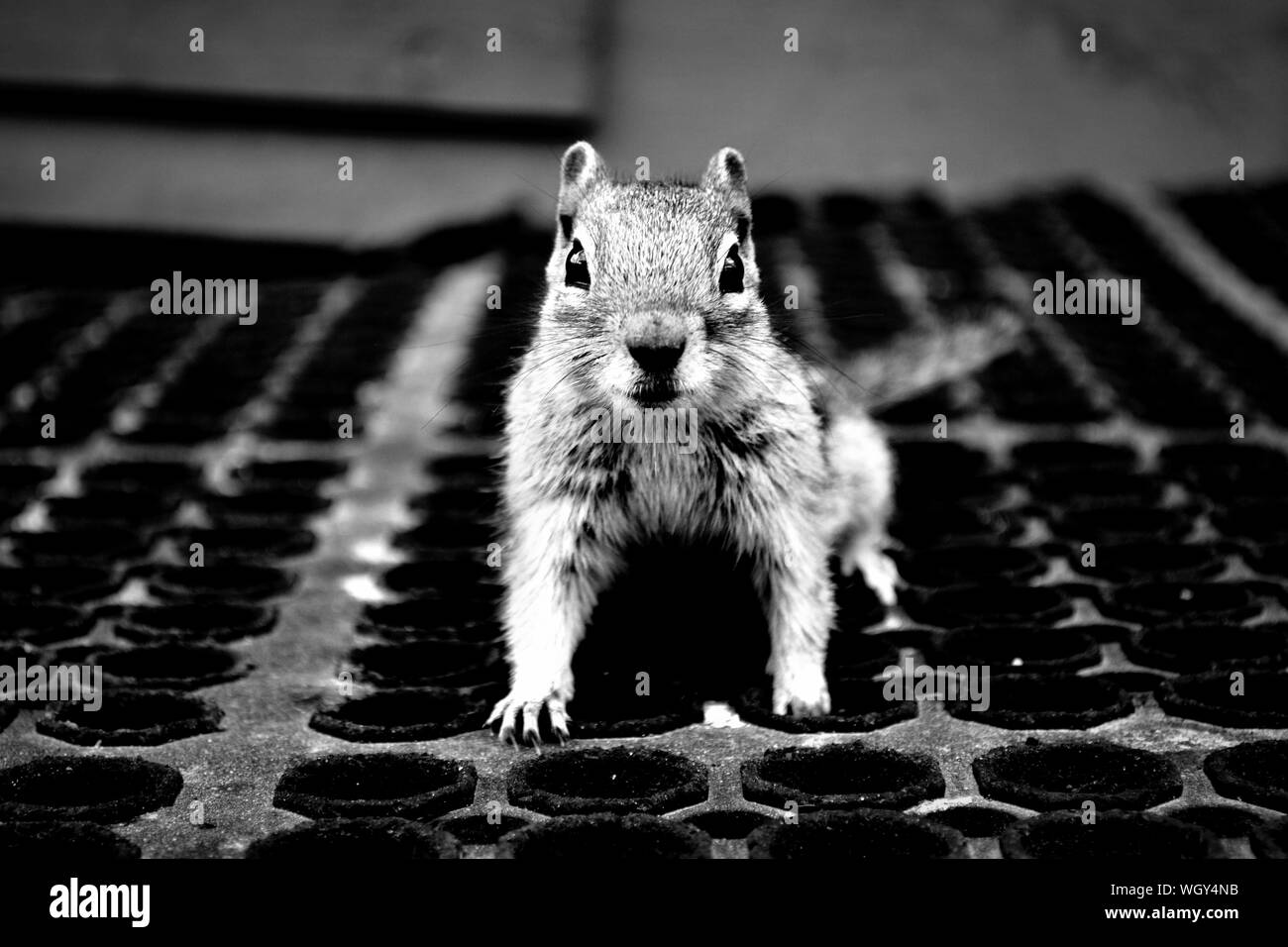 Squirrel Black And White Stock Photos Images Page 2 Alamy
