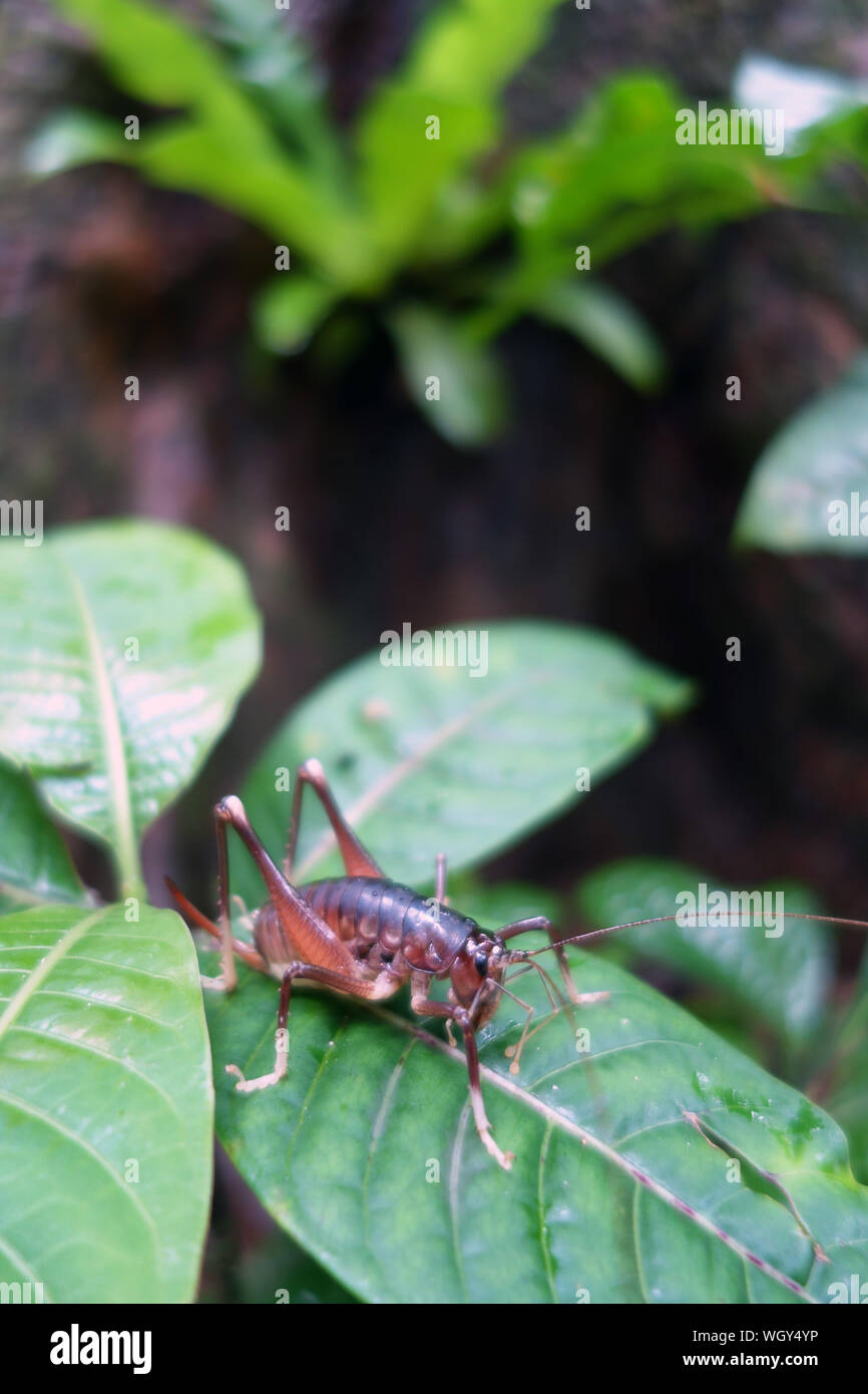Large cricket on leaf in the rainforest, Nosy Mangabe, Masoala National Park, Madagascar Stock Photo