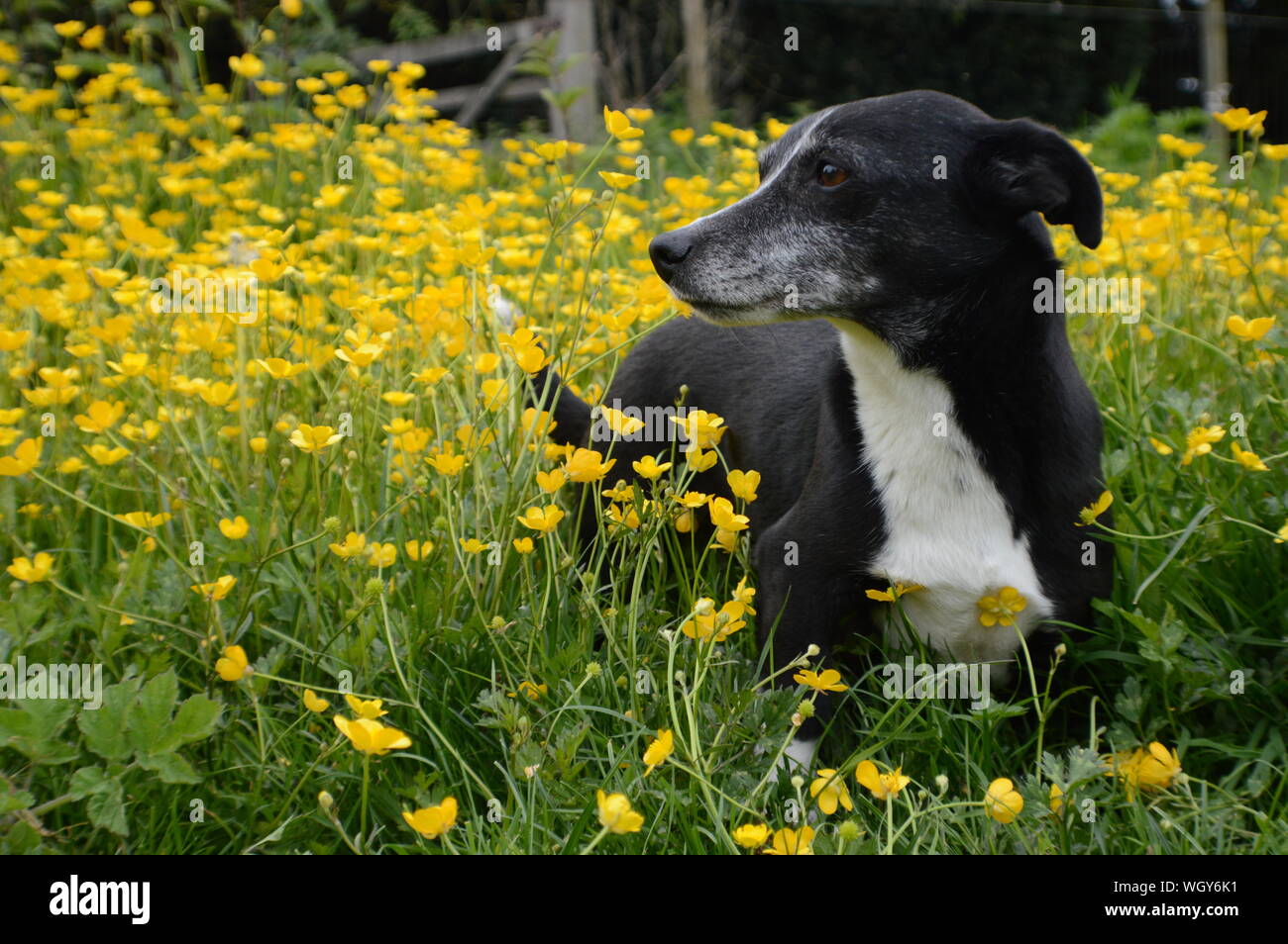 Black and yellow dog hires stock photography and images Alamy