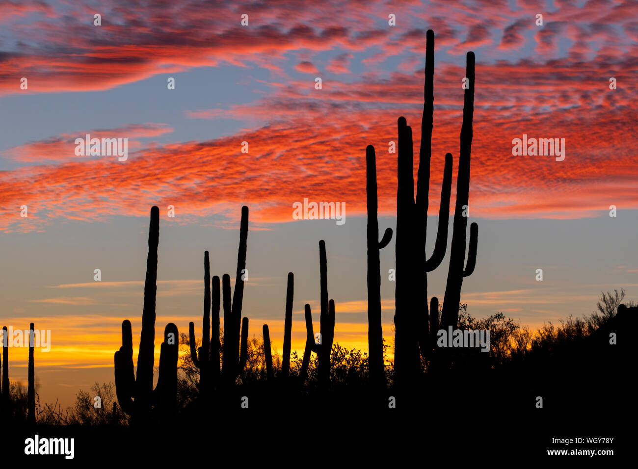 Tortolita Mountains sunset, Marana, near Tucson, Arizona. Stock Photo