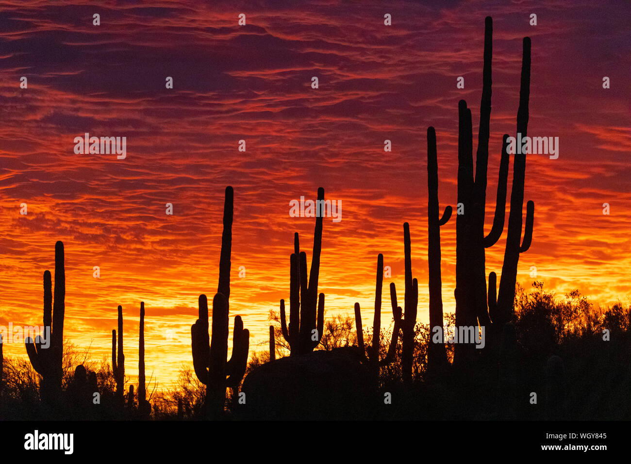 Sunset in the Tortolita Mountains, Marana, near Tucson, Arizona. Stock Photo