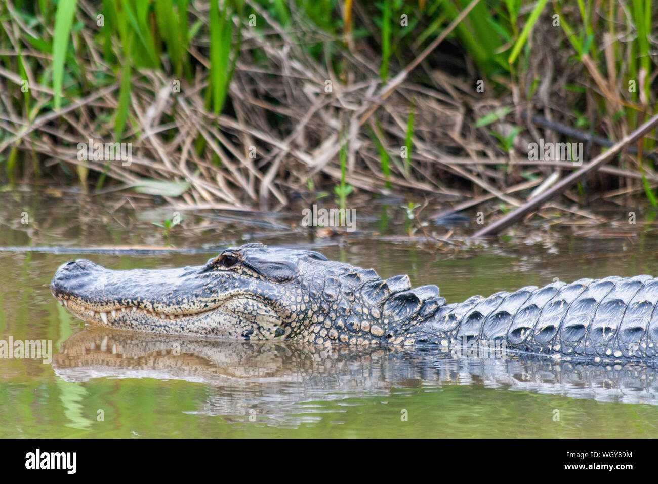 Alligator swimming in the swamp in Louisiana Stock Photo
