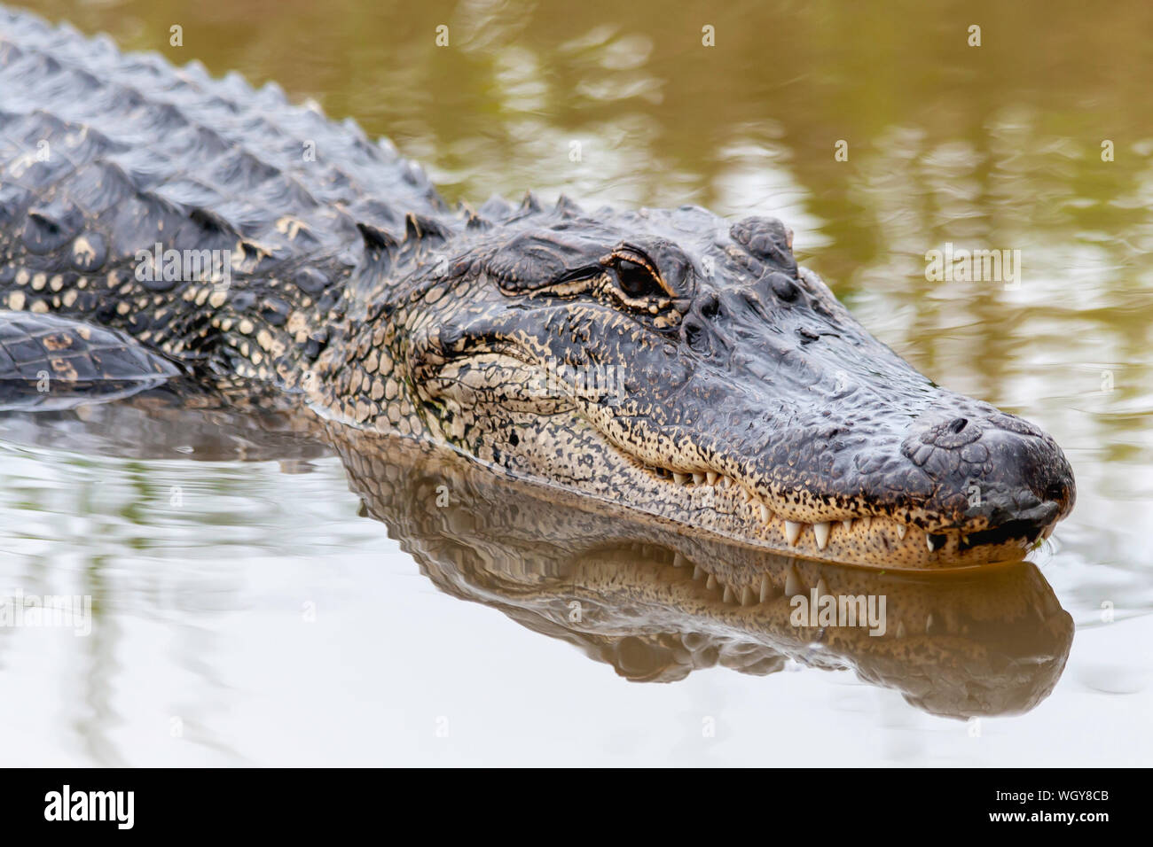 Alligator Swimming in the Swamp Stock Photo
