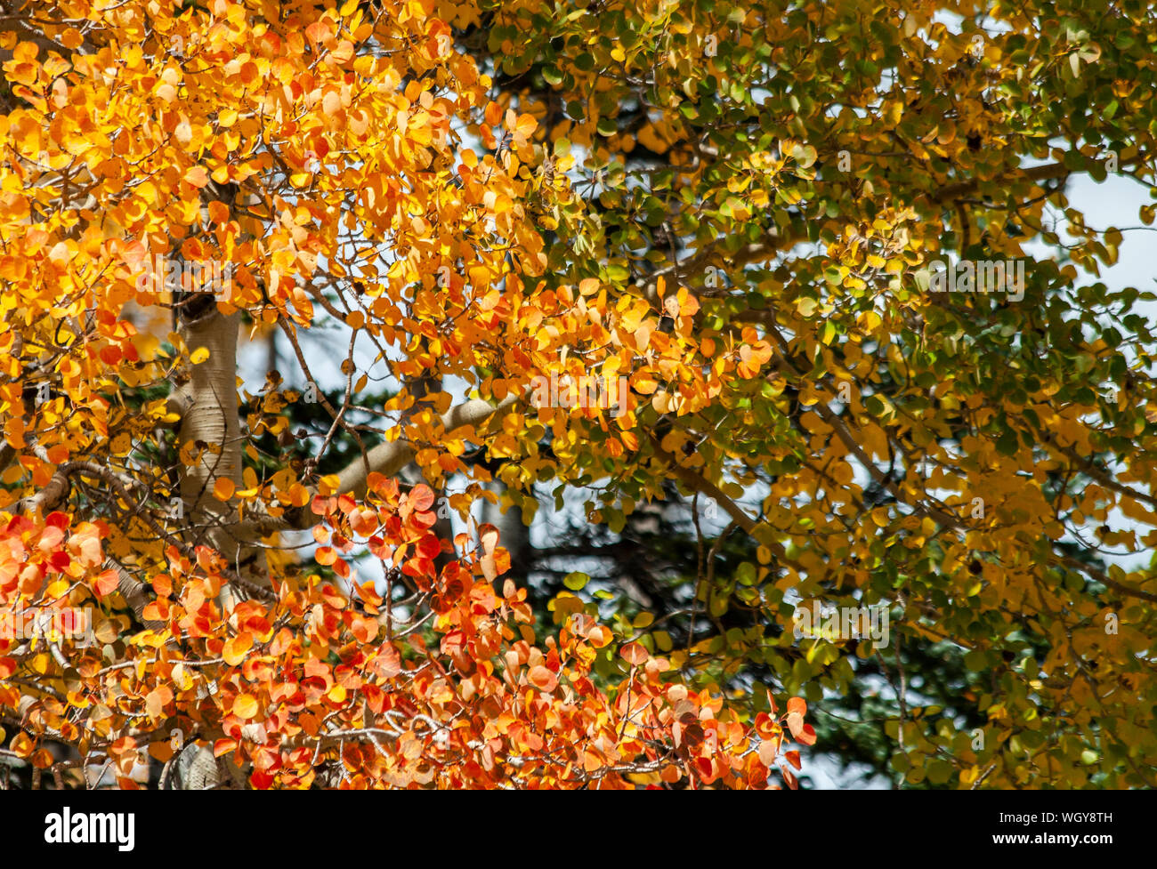 Autumn Leaves on Aspen Trees Stock Photo