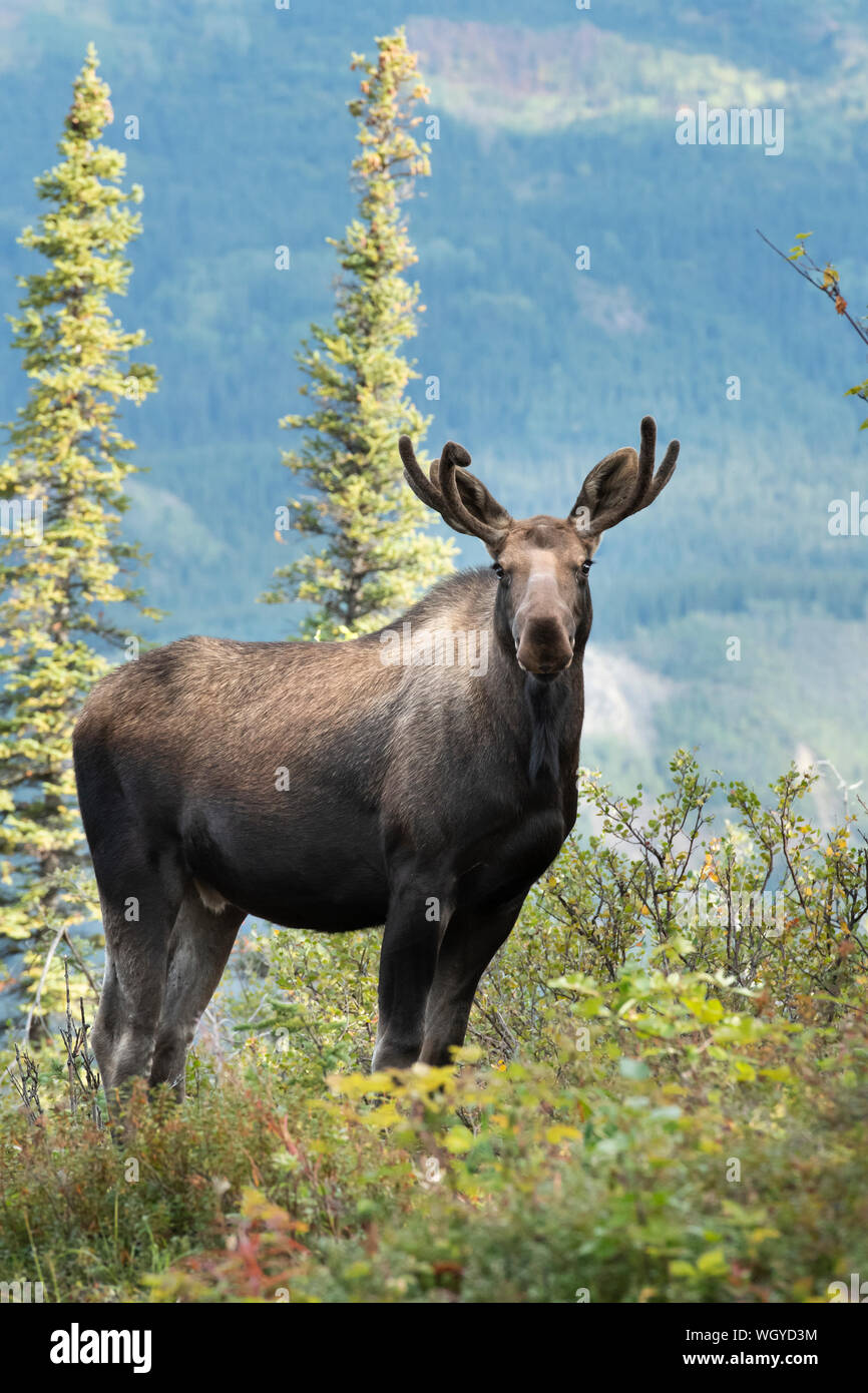 North America; United States; Alaska; Denali National Park; Wildlife