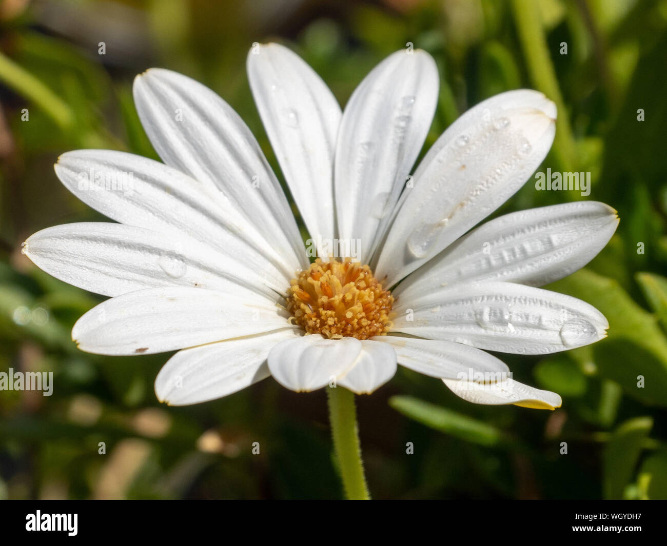 Closeup of a White Daisy with a yellow centre in a garden setting Stock