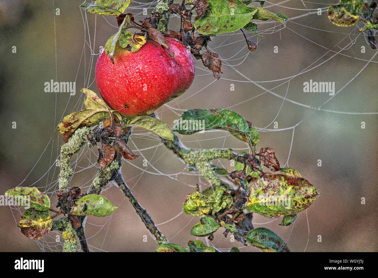Fruit rotting on tree hires stock photography and images Alamy