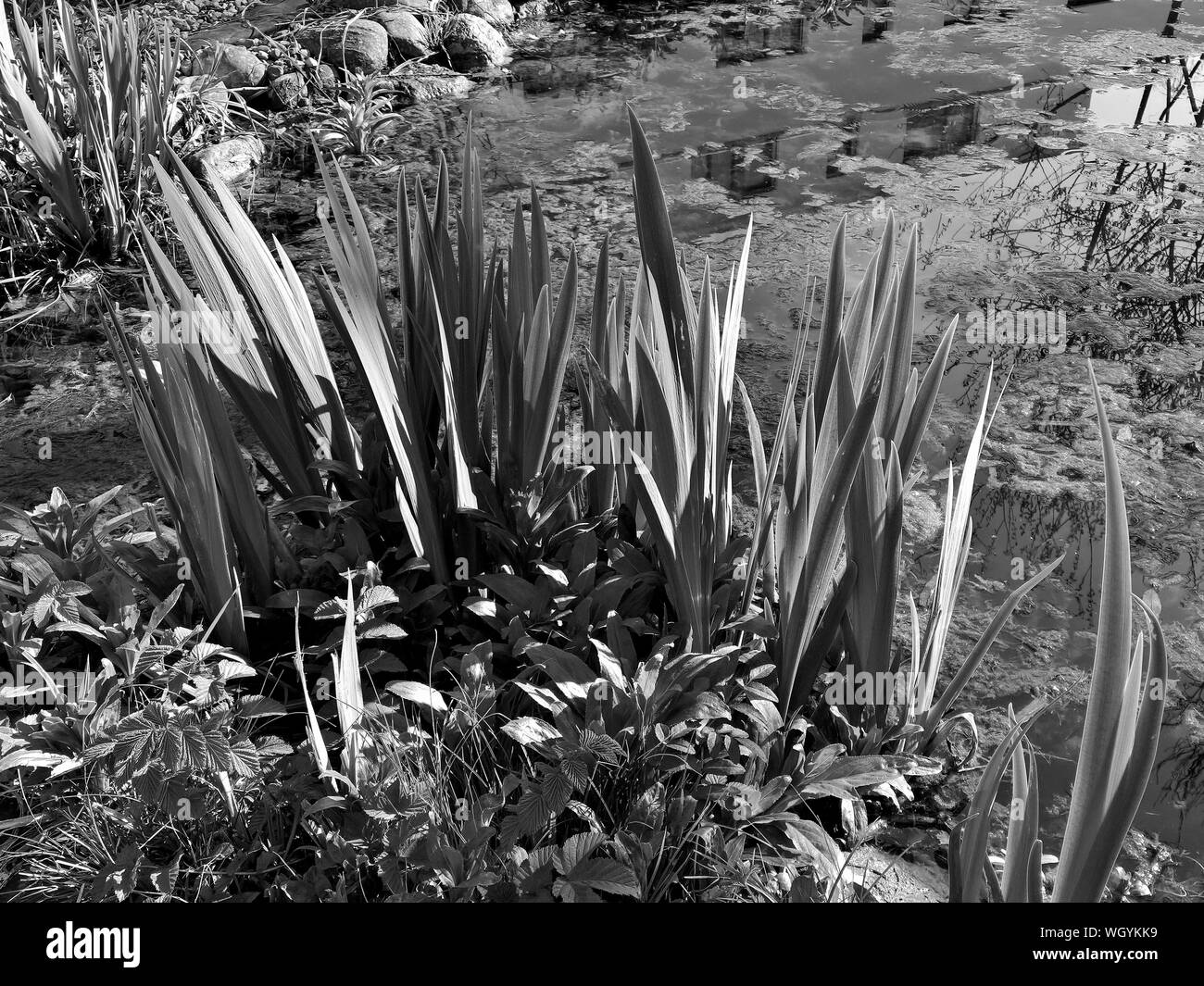 Plants Growing In Water Stock Photo Alamy