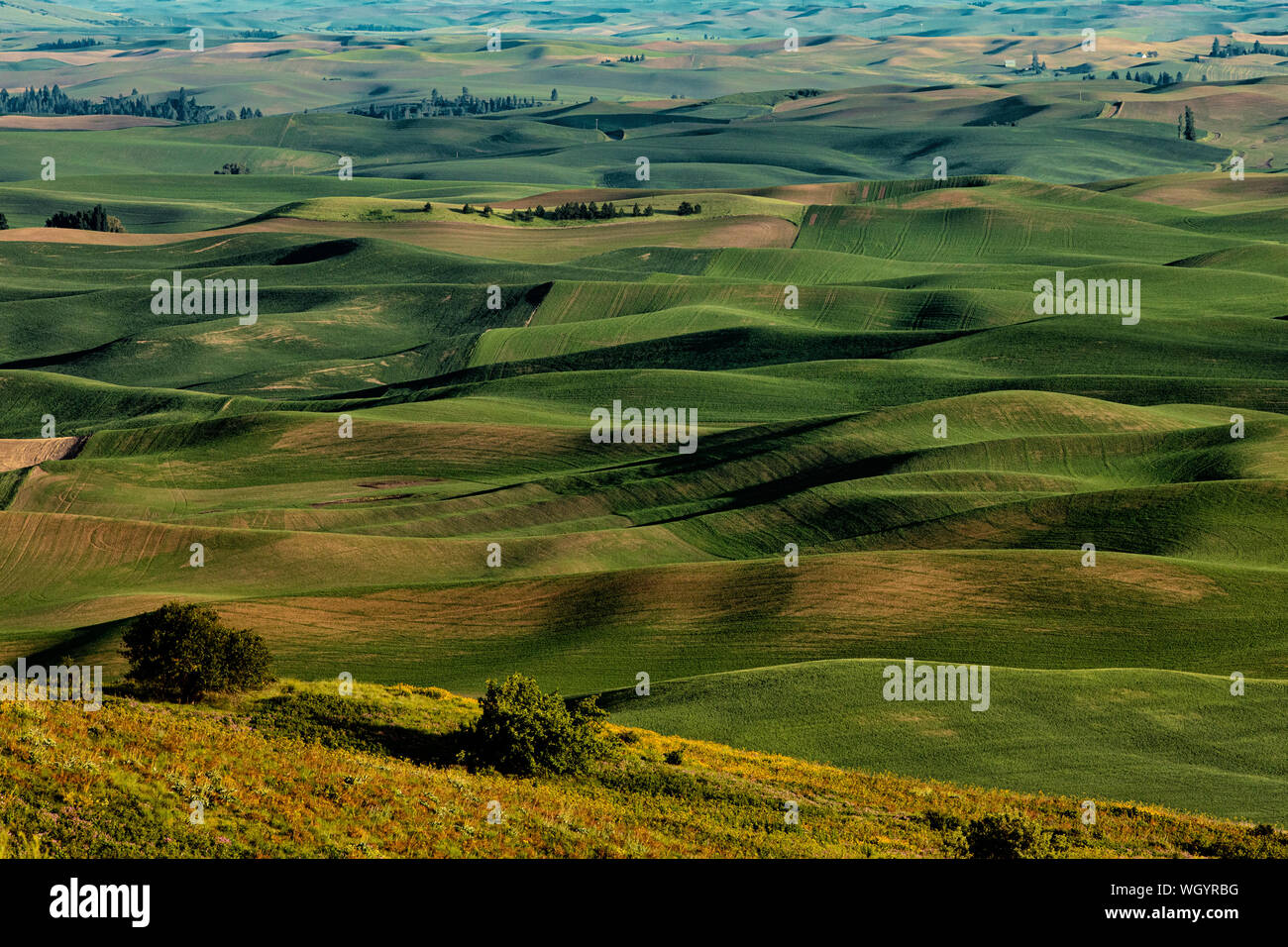 Rolling hills covered in wheat in the Palouse from Steptoe Butte Stock Photo