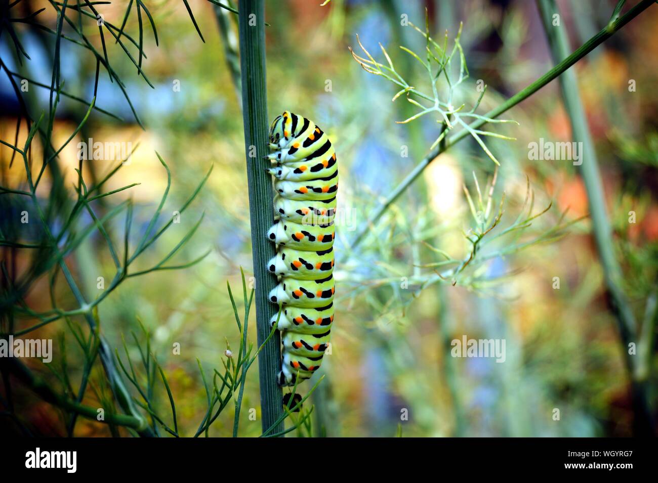 caterpillar of a swallowtail Papilio machaon on fresh green fragrant dill Anethum graveolens in the garden. Garden plant. Caterpillar feeding on dill. Stock Photo