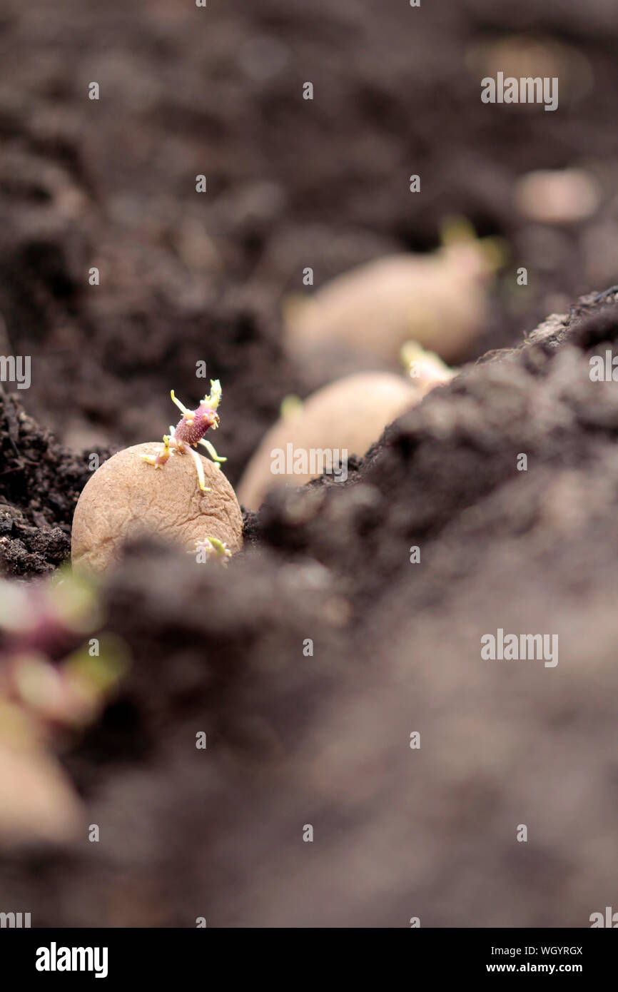 Sprouted potato hi-res stock photography and images - Alamy