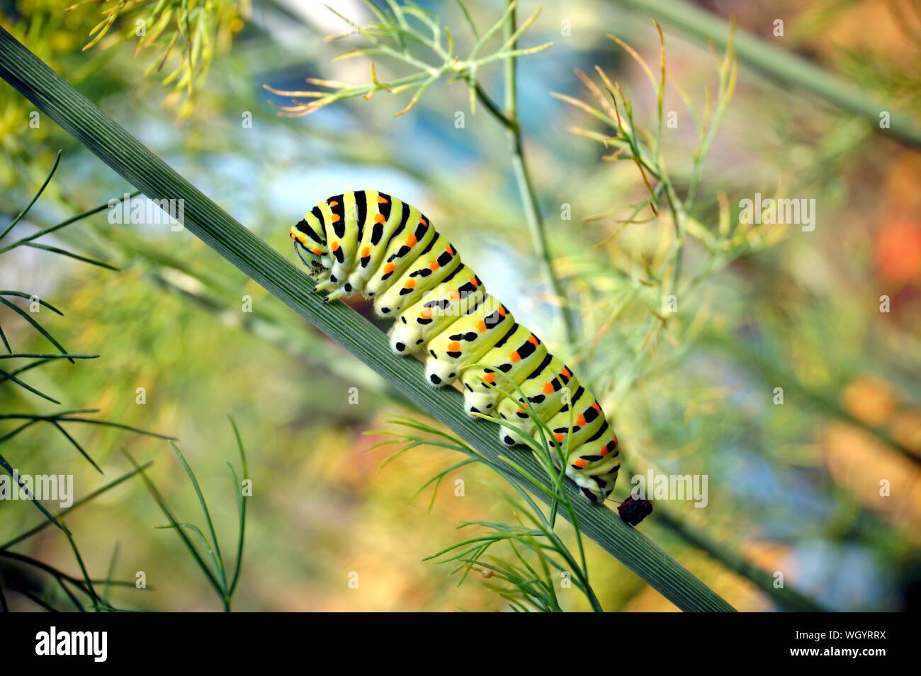 caterpillar of a swallowtail Papilio machaon on fresh green fragrant dill Anethum graveolens in the garden. Garden plant. Caterpillar feeding on dill. Stock Photo