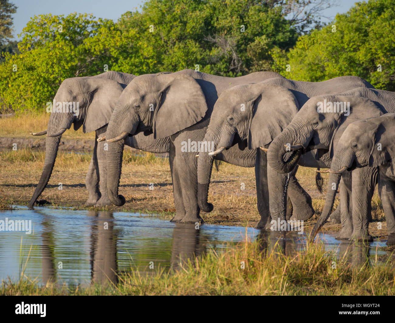 Side View Of Group Of African Elephant Drinking From River, Moremi Game Reserve, Botswana Stock Photo