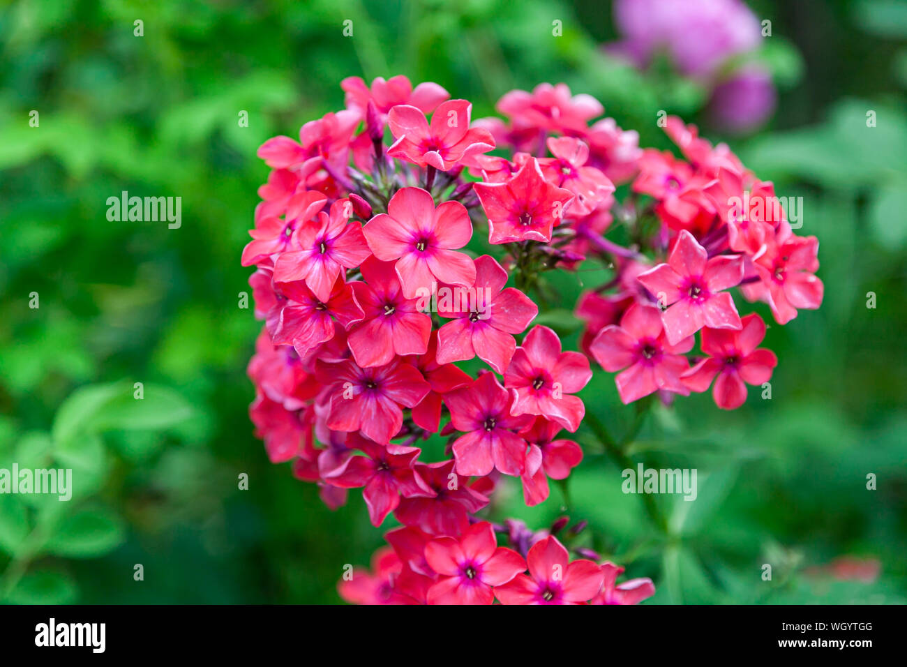 Close-up beautiful fresh pink royal phlox flower on a background of green grass grows in a home garden, top view Stock Photo