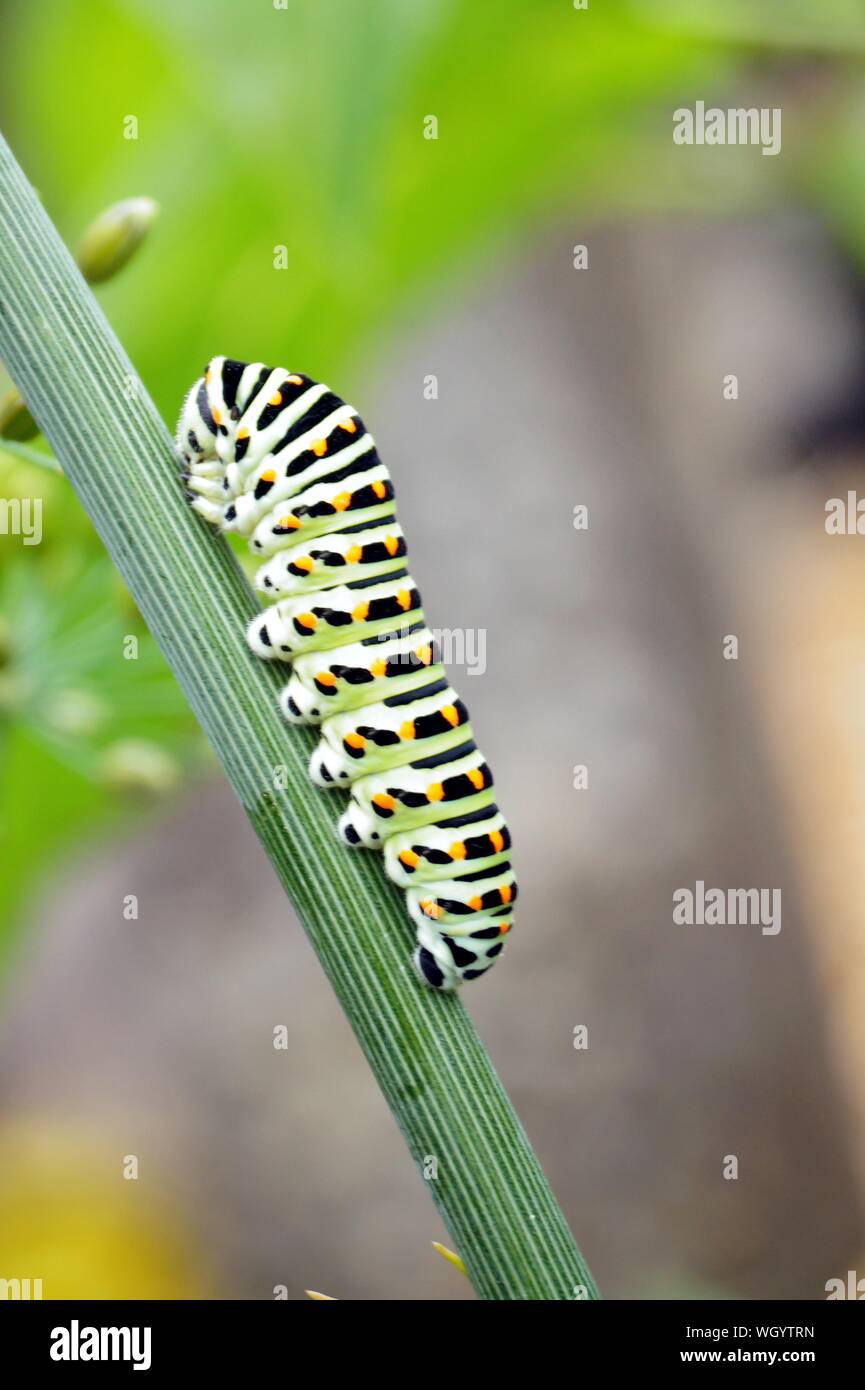 caterpillar of a swallowtail Papilio machaon on fresh green fragrant dill Anethum graveolens in the garden. Garden plant. Caterpillar feeding on dill. Stock Photo