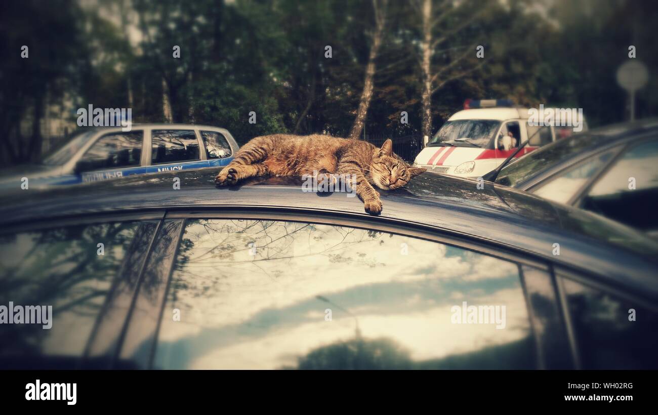 Cat on the roof of the car hires stock photography and images Alamy