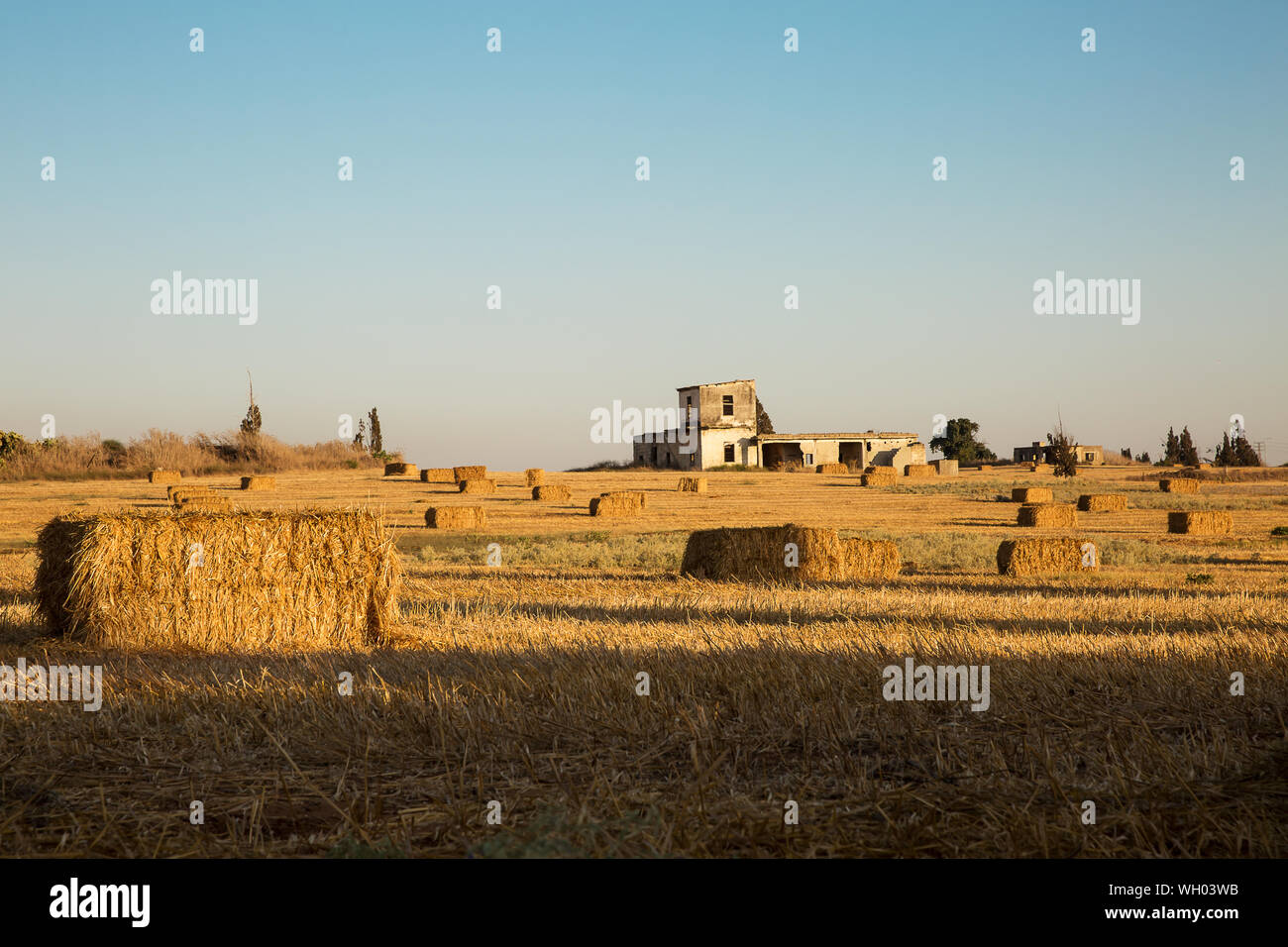 Beveled wheat field at sunset, haystacks . Stock Photo