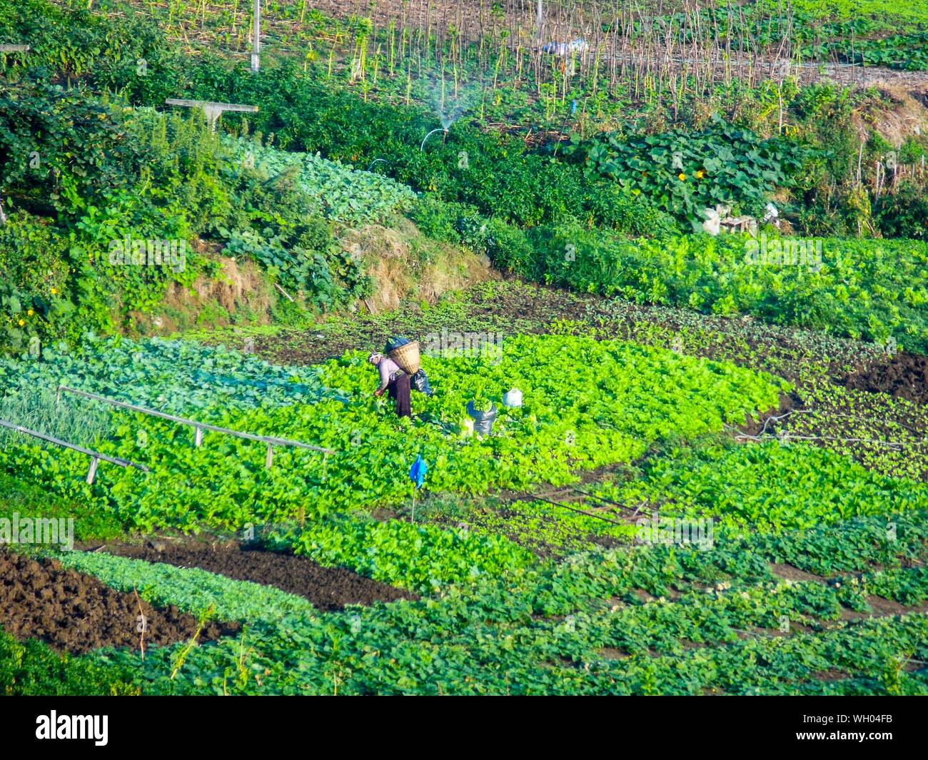 High Angle View Of Farmer Harvesting Tea Leaves From Field Stock Photo