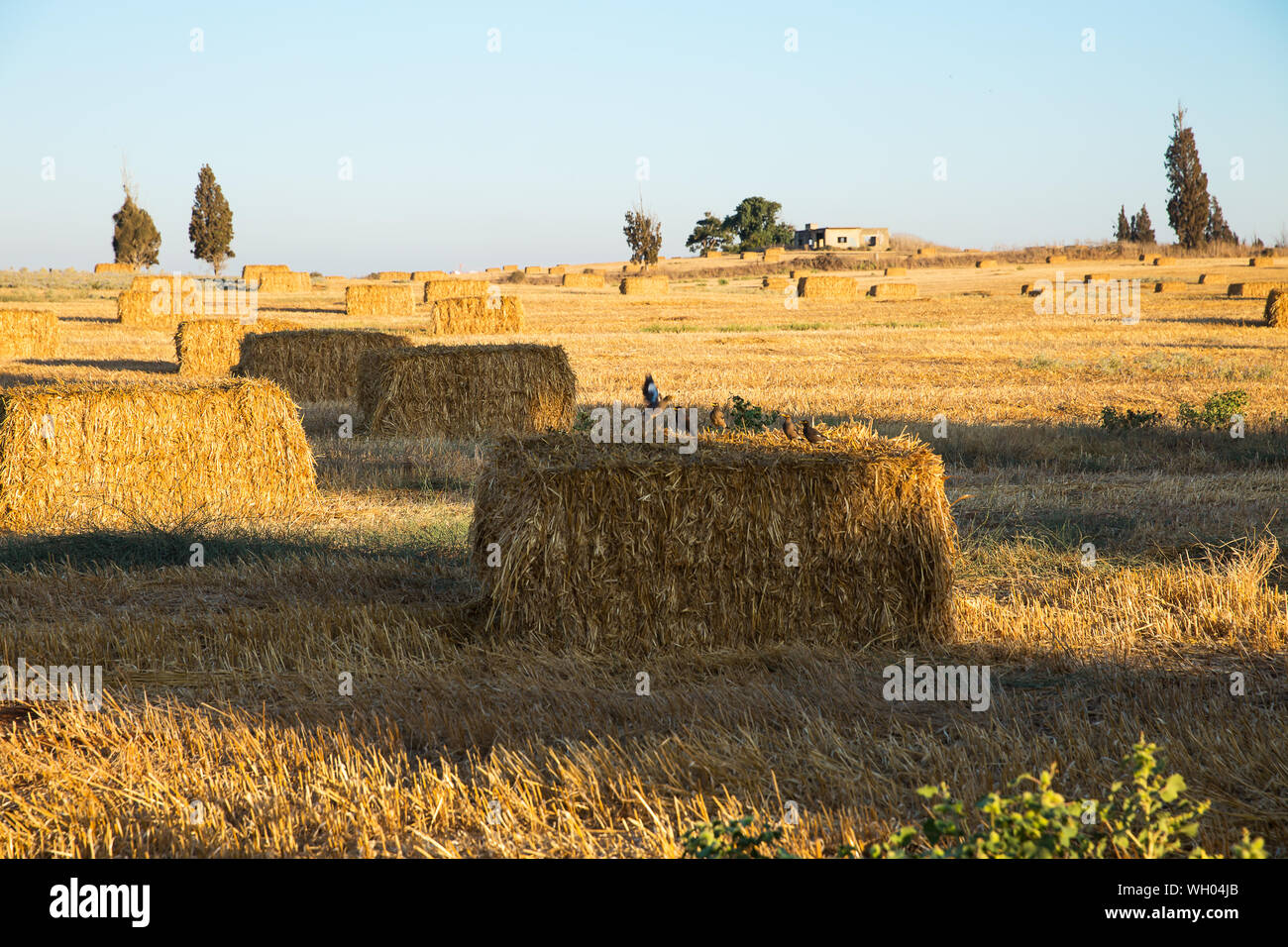Beveled wheat field at sunset, haystacks . Stock Photo