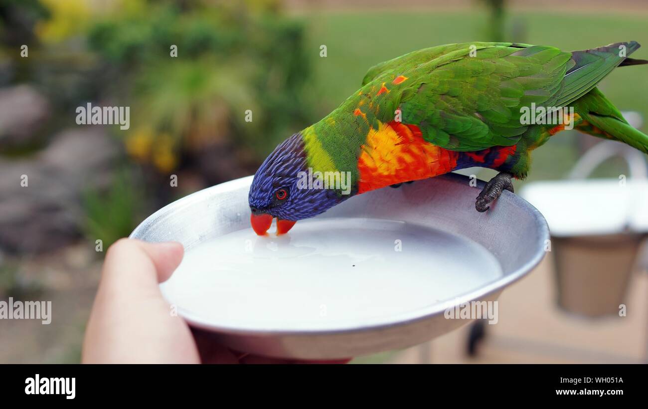 nectar eating parrots