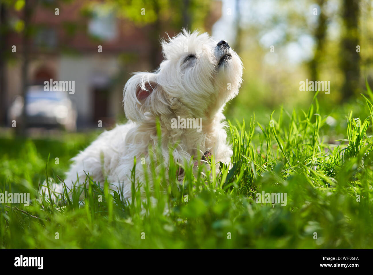 Cute white dog in the grass outdoors Stock Photo - Alamy
