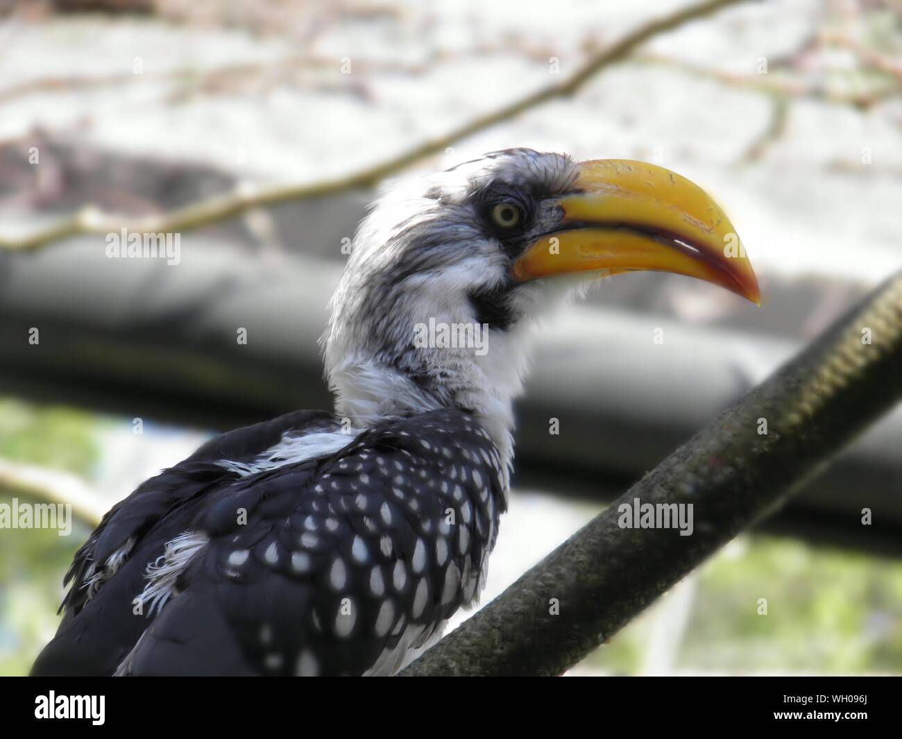 Close-up Of Tropical Bird Stock Photo