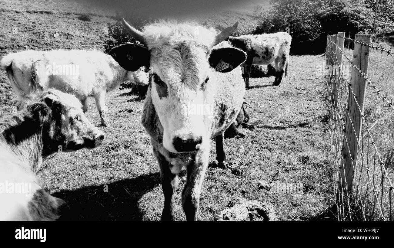 Cows looking at camera Black and White Stock Photos & Images - Alamy