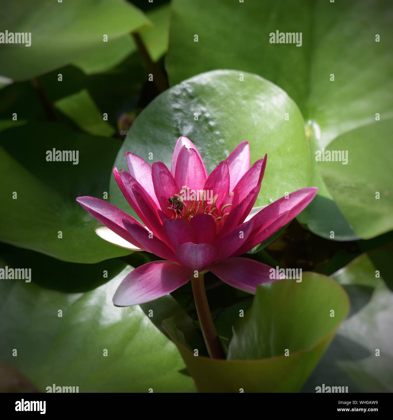 Close-up Of Lotus Water Lily In Pond Stock Photo