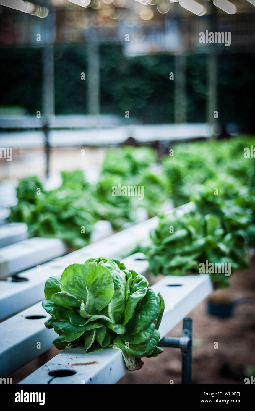 Cabbage greenhouse hires stock photography and images Alamy