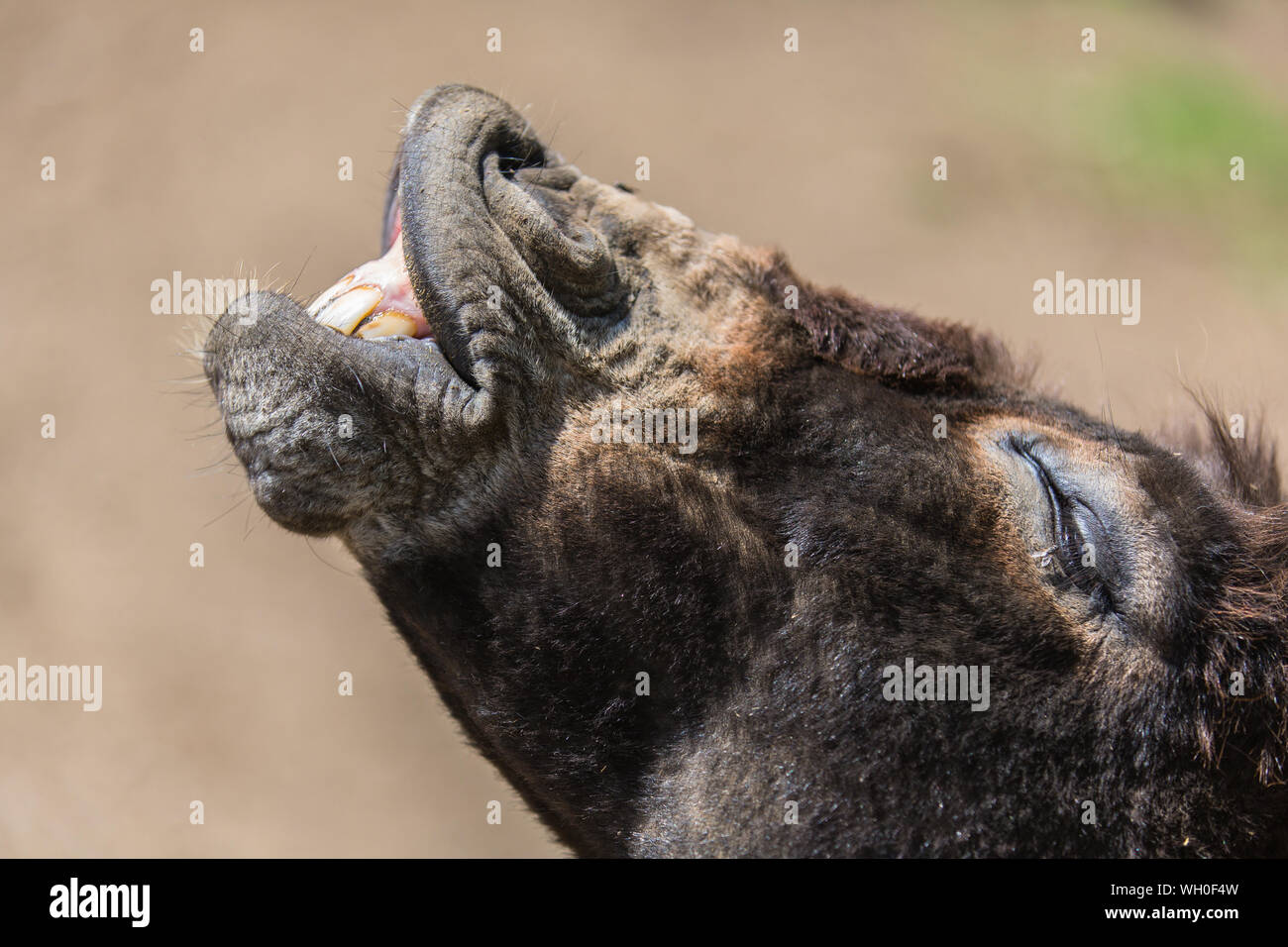 Headshot Of Donkey Braying Stock Photo