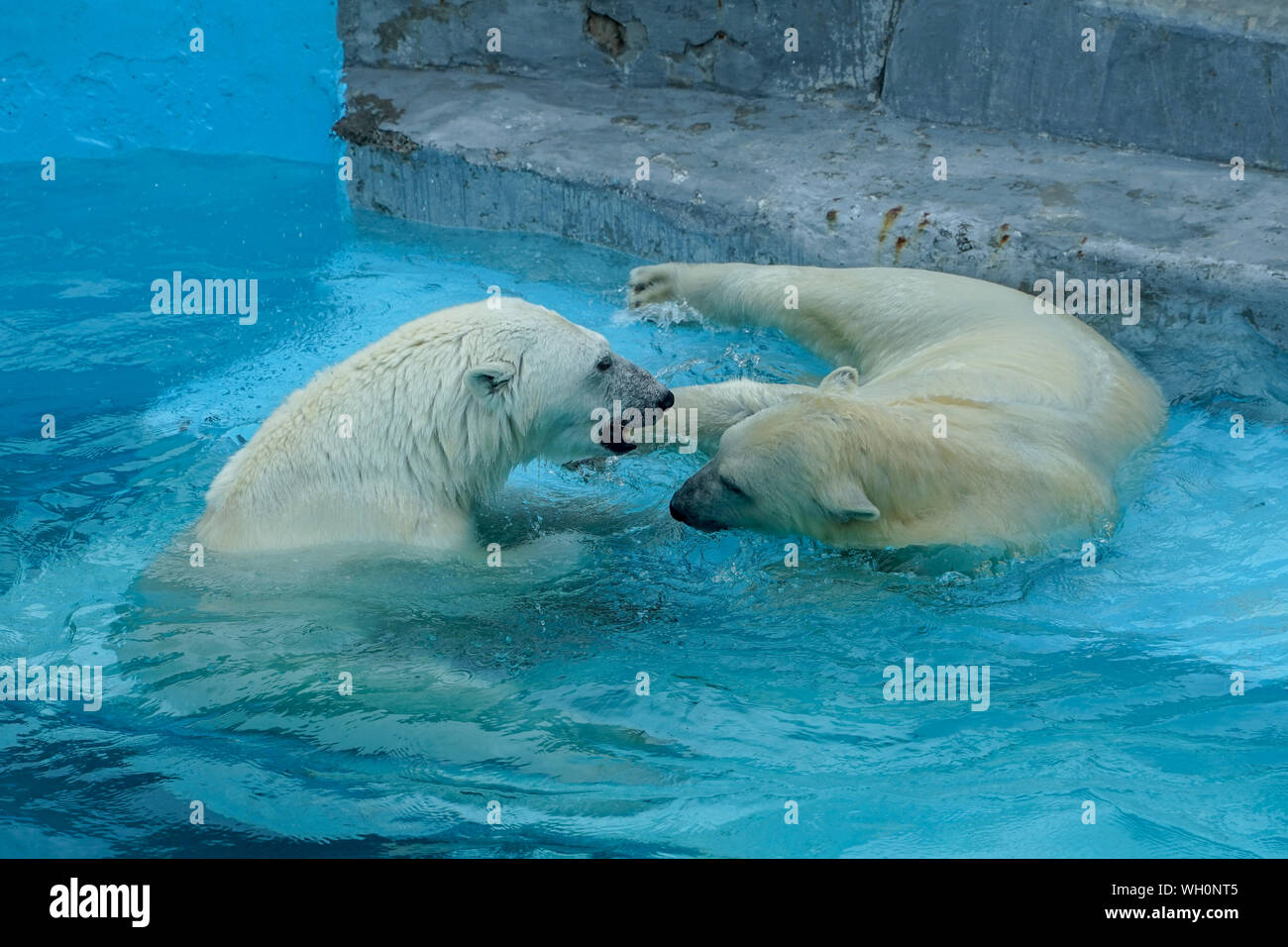 Sibling wrestling in baby games. Two polar bear cubs are playing about in pool. Cute and cuddly animal kids, which are going to be the most dangerous Stock Photo - Alamy Sibling wrestling in baby games. Two polar bear cubs are playing about in pool. Cute and cuddly animal kids, which are going to be the most dangerous Stock Photo - Alamy