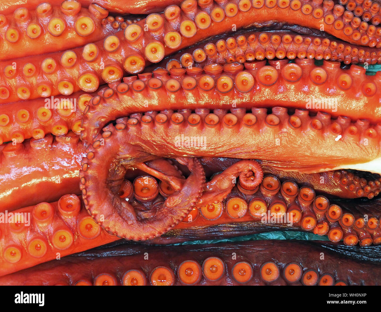 Tentacles which hires stock photography and images Alamy