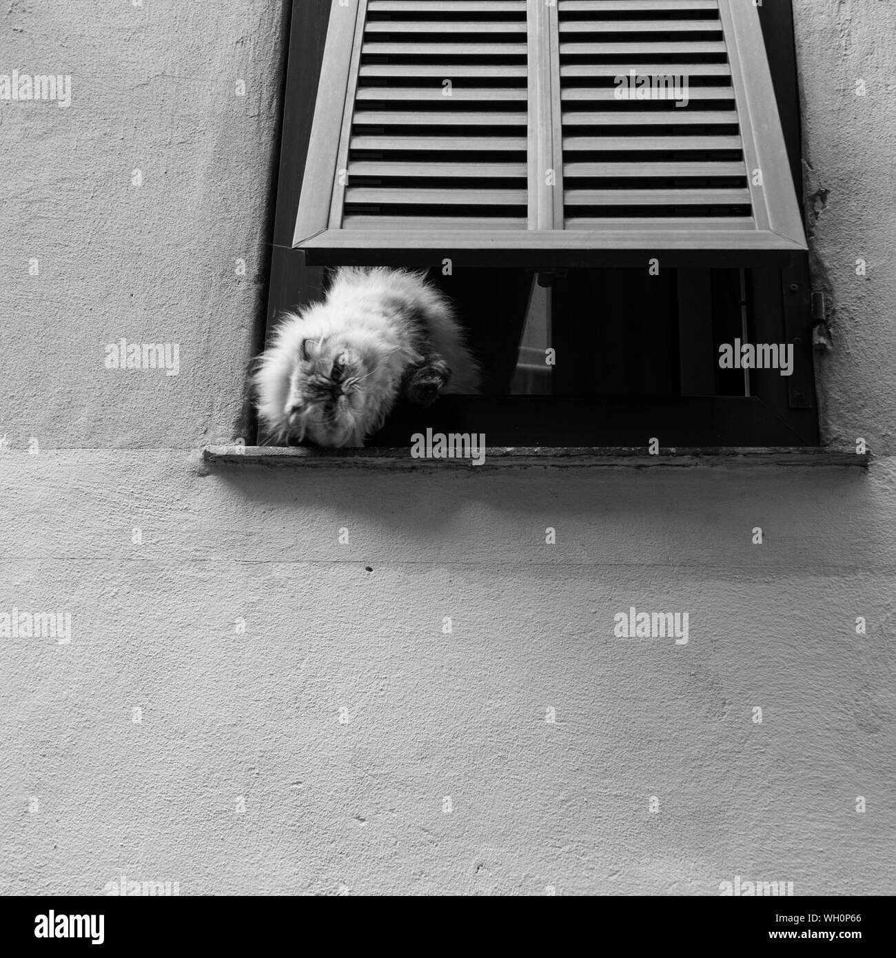Cat looking out window Black and White Stock Photos & Images - Alamy