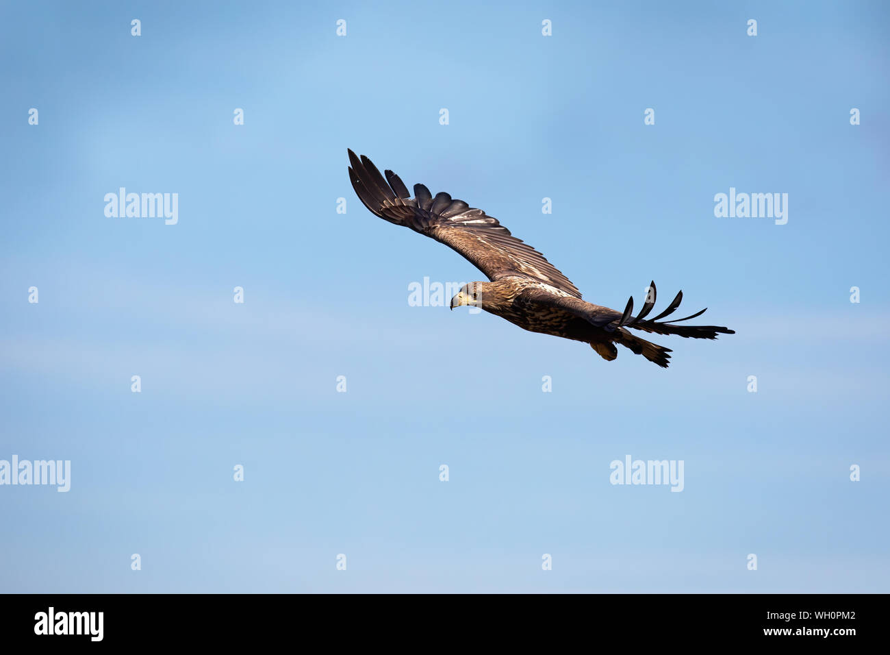 Juvenile white-tailed eagle flying against blue sky at sunrise. Stock Photo